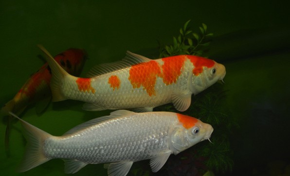 家居风水鱼缸摆设