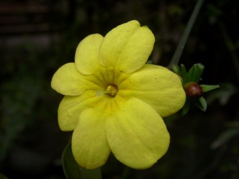 迎春花